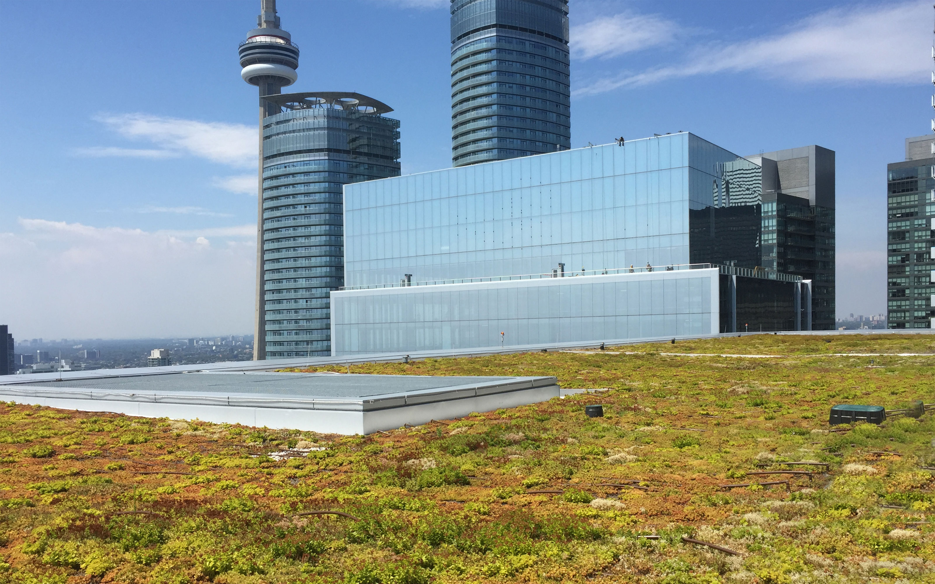 Sedum roof with irrigation pipes 